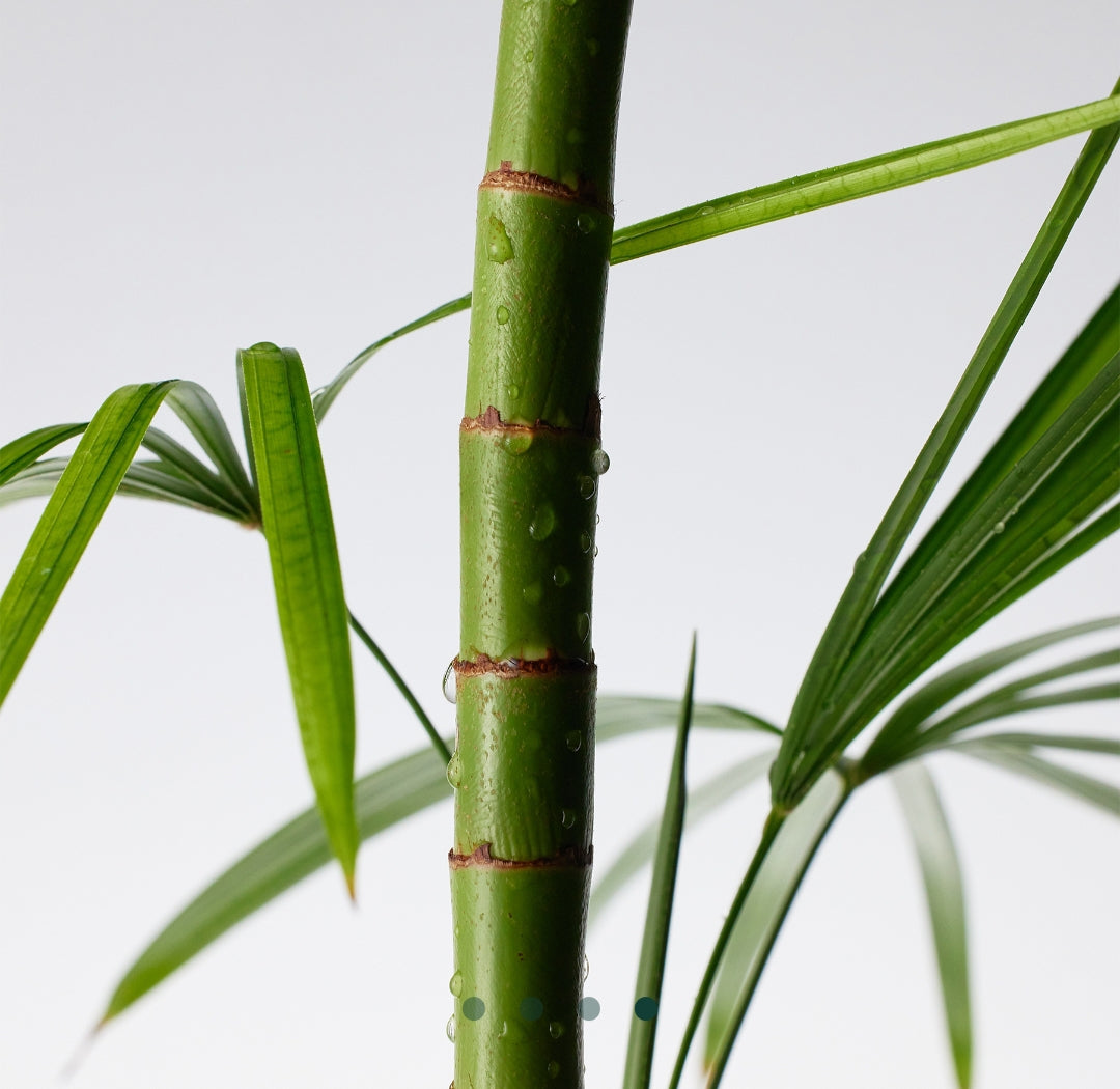 Purito Mighty Bamboo Panthenol Cream